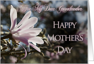 For Grandmother, a Mother’s Day card with magnolias card