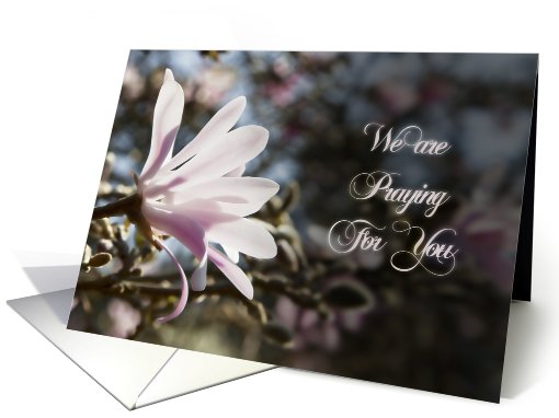Praying for you card with magnolias card (610022)