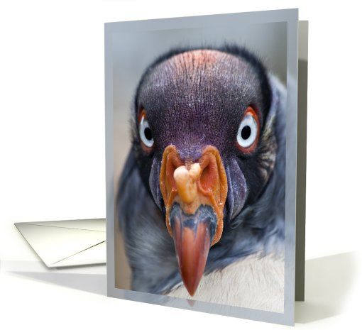 Vulture card - an any occasion card (697891)