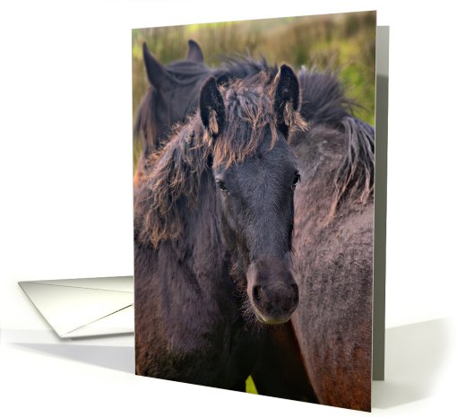 Blank for your own notes, a young horse card (700441)