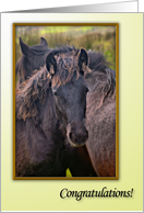 Congratulations Horses card