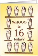 16th Birthday, Curious Owls card