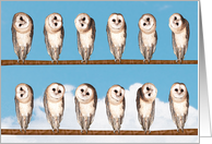 Curious Owls Funny Blank card
