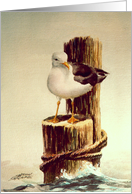 Old Man Seagull By Sharon Sharpe card