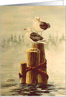 Pair Of Seagulls By Sharon Sharpe card