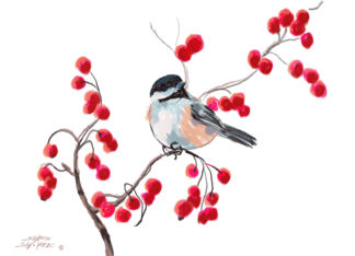 Chickadee & Red...