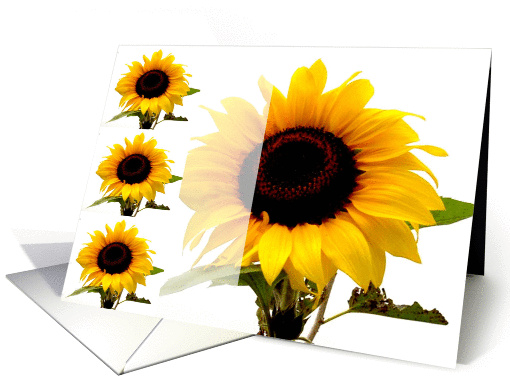 Sunflower card (200029)