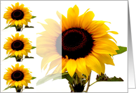 Sunflower card