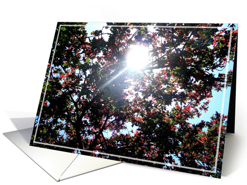 sunlight thru the trees card (206715)