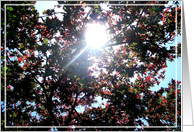 sunlight thru the trees card