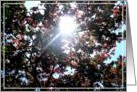 sunlight thru the trees card