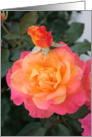 Beautiful Rose card