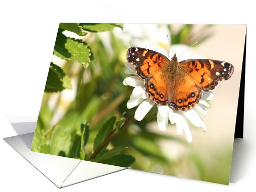 Butterfly on a daisy card (718126)