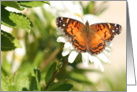 Butterfly on a daisy card