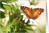 Wishing You Peace-Sympathy butterfly card