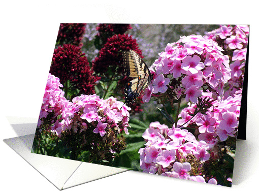 Flutterby Series card (230787)