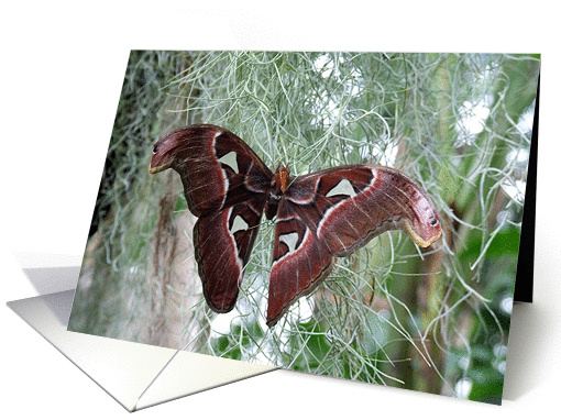 Flutterby Series card (230789)