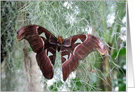 Flutterby Series card