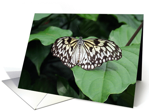 Flutterby Series card (230791)