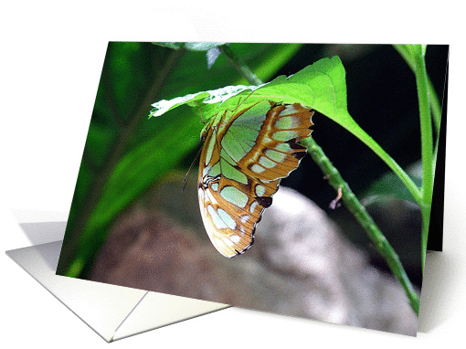 Flutterby Series card (230793)