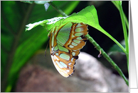Flutterby Series card