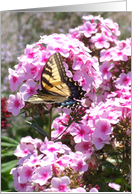 Flutterby Series card