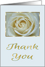 Thank You With A Beautiful White Rose And Gold and Blue Frame card