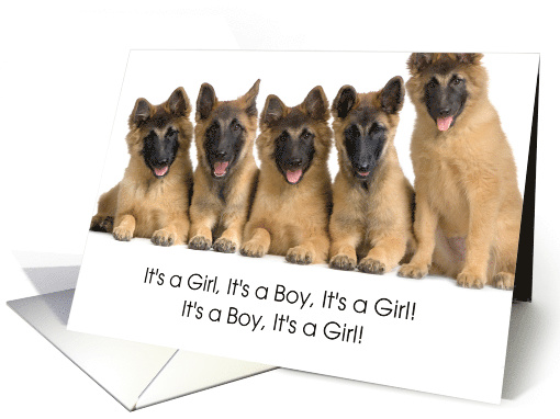 Cute Litter of Puppies In A Row Birthday Announcement card (1279886)