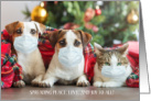 Covid Christmas Peace Love And Joy To Animals In Masks card