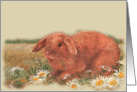 Hippity Hop illustrated Bunny with Daisy card