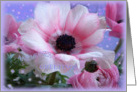 any occasion anemone pink & lilac card