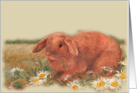 Hippity Hop illustrated Bunny with Daisy card