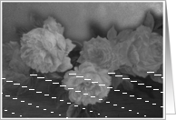 Any occasion Lush Black & White Roses card