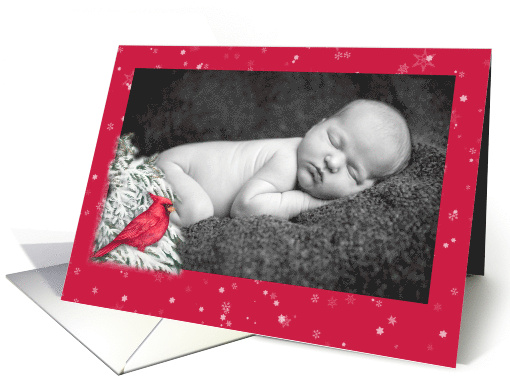 Winter Cardinal Xmas illustration custom photo card (898461)