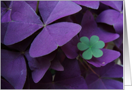 Brazilian Shamrock Plus card