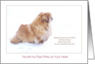 Beautiful Memories Pekingese Dog Sympathy card
