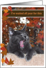 Too much turkey gray cat Happy Thanksgiving card