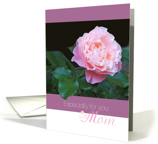 Pink Rose Mother's Day card (1257366)