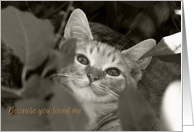 Rescue cat sympathy card