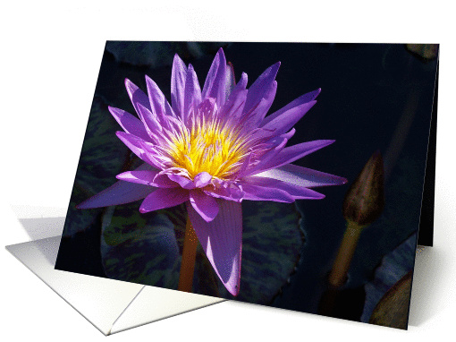 Purple Water Lilly,blank inside card (221831)
