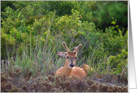 Sika Deer note Card