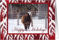 Lama In The Snow card