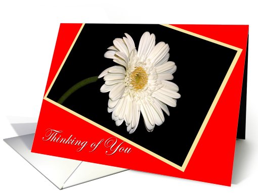 Thinking Of You Daisy card (551090)
