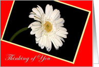 Thinking Of You Daisy card