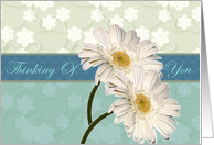 Thinking Of You Daisies card
