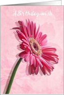 A Birthday Wish, Pink Gerbera Daisy card