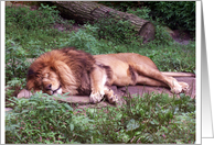 King of the jungle Lion ’blank inside’ card