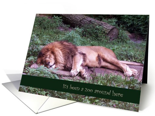 It's been a zoo around here,sleeping Lion, blank note card (641736)