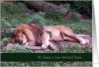 It’s been a zoo around here,sleeping Lion, blank note card