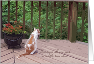Cat ’some time alone’ card